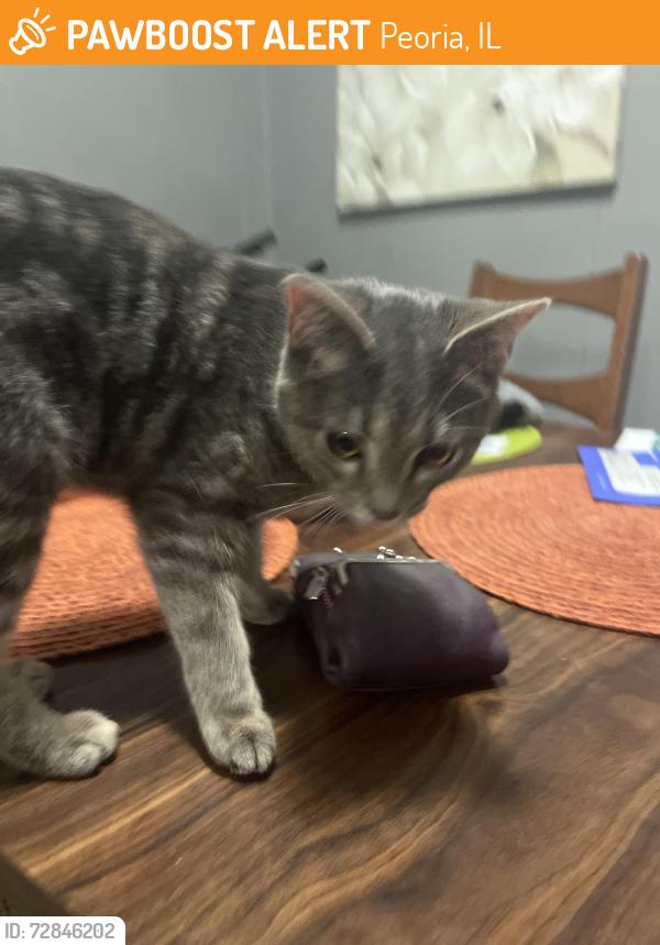 Found/Stray Female Cat last seen  NE Jefferson Ave & Hamilton Blvd or W Main St & N Glendale Ave., Peoria, IL 61603