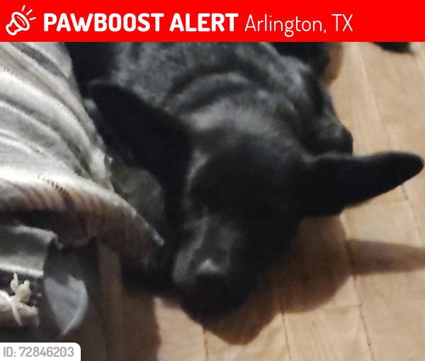 Lost Female Dog last seen Davis St , Arlington, TX 76010