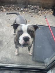 Lost Male Dog last seen Copper lodge apmts , Houston, TX 77090