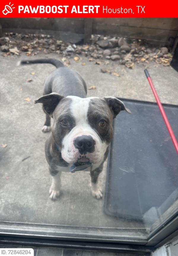 Lost Male Dog last seen Copper lodge apmts , Houston, TX 77090