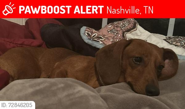 Lost Male Dog last seen Country meadows trailer park off of Richard’s road in Antioch, Nashville, TN 37013