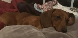 Lost Male Dog last seen Country meadows trailer park off of Richard’s road in  Antioch, Nashville, TN 37013