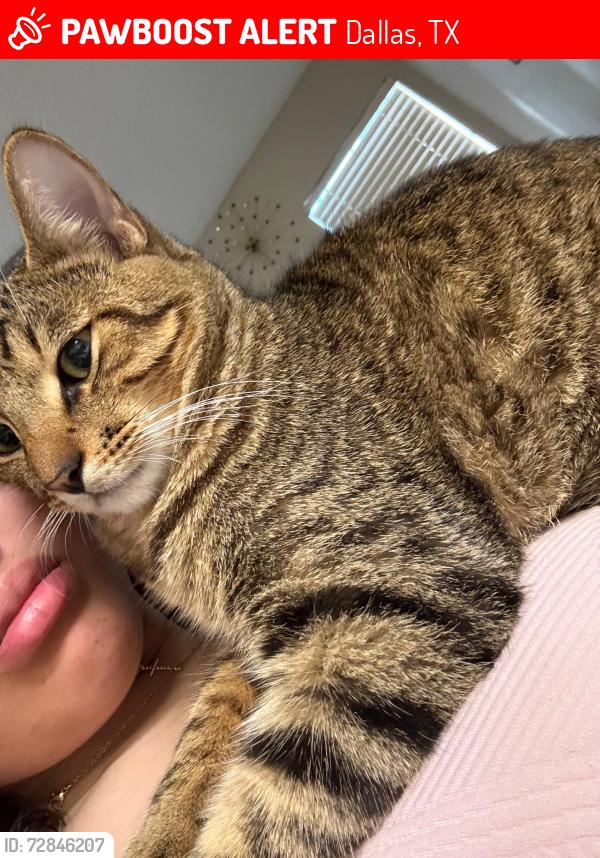 Lost Male Cat last seen Marsh ln, timber Glen, midway, Dallas, TX 75287