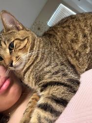 Lost Male Cat last seen Marsh ln, timber Glen, midway, Dallas, TX 75287