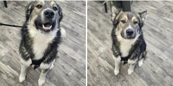 Lost Male Dog last seen Idk, Morinville, AB 