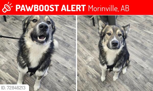 Lost Male Dog last seen Idk, Morinville, AB 