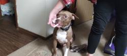 Reunited Male Dog last seen New Hope and 1st Street , Rogers, AR 72756