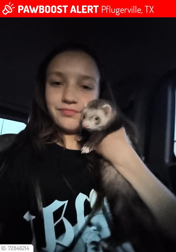 Lost Male Ferret last seen Heatherwild , Pflugerville, TX 78660