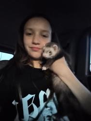 Lost Male Ferret last seen Heatherwild , Pflugerville, TX 78660