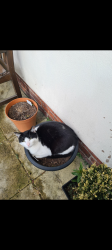 Lost Male Cat last seen Lune Grove, Blackpool, England FY1 5LR