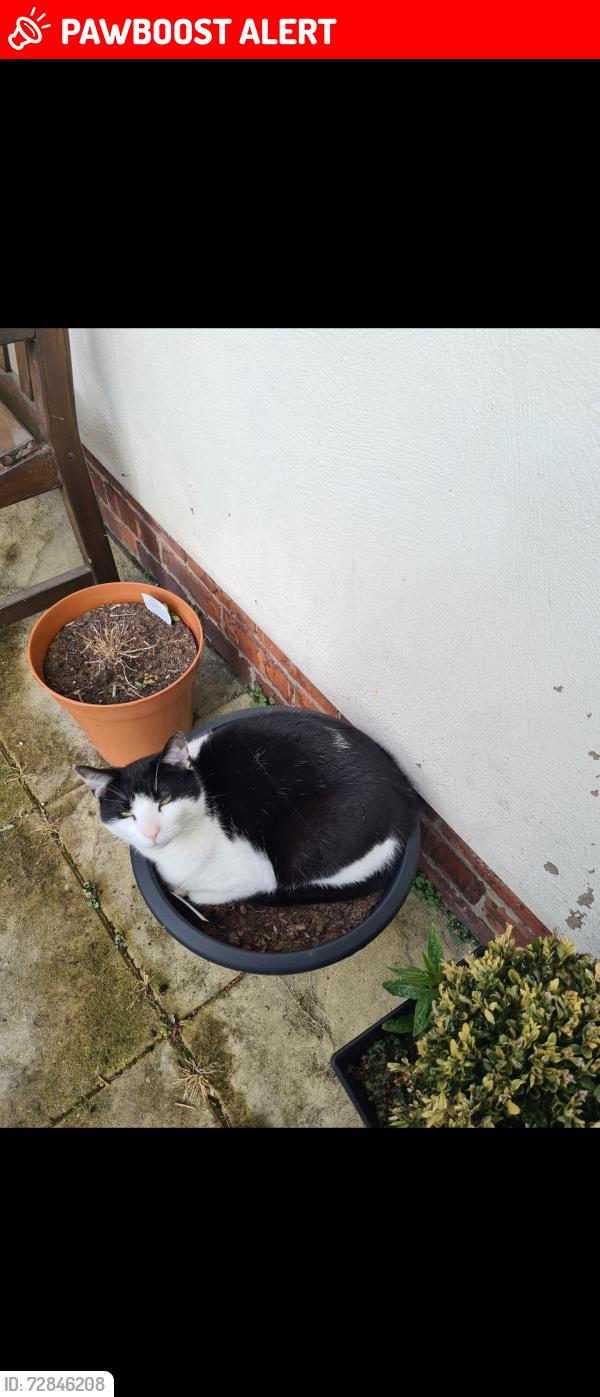 Lost Male Cat last seen Lune Grove, Blackpool, England FY1 5LR