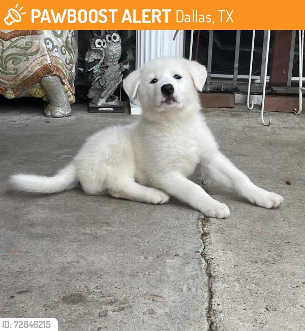 Found/Stray Female Dog last seen Odeneal/old hmstd , Dallas, TX 75217