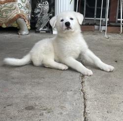 Found/Stray Female Dog last seen Odeneal/old hmstd , Dallas, TX 75217