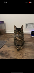 Lost Female Cat last seen Montrose and nw 70th pl , Kansas City, MO 64151
