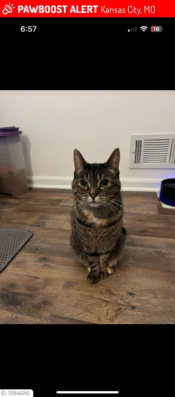 Lost Female Cat last seen Montrose and nw 70th pl , Kansas City, MO 64151
