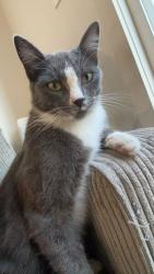 Lost Male Cat last seen Holy Cross Cemetery, San Diego, CA 92102