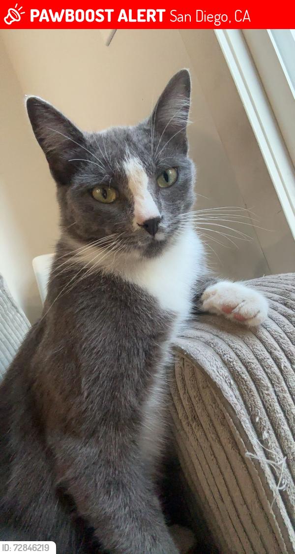 Lost Male Cat last seen Holy Cross Cemetery, San Diego, CA 92102
