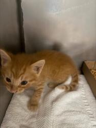 Shelter Stray Male Cat last seen Bexar County, New Braunfels, TX 78130