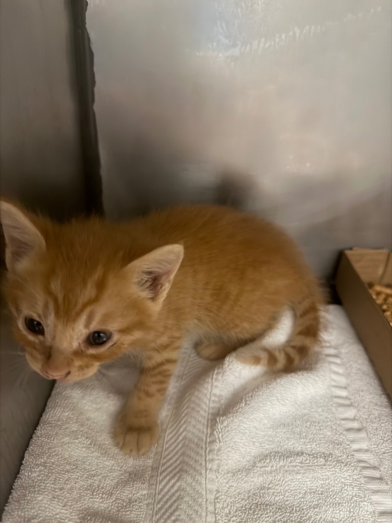 Shelter Stray Male Cat last seen Bexar County, New Braunfels, TX 78130