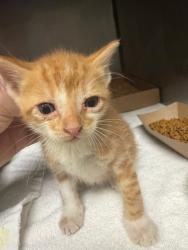 Shelter Stray Male Cat last seen Bexar County, New Braunfels, TX 78130