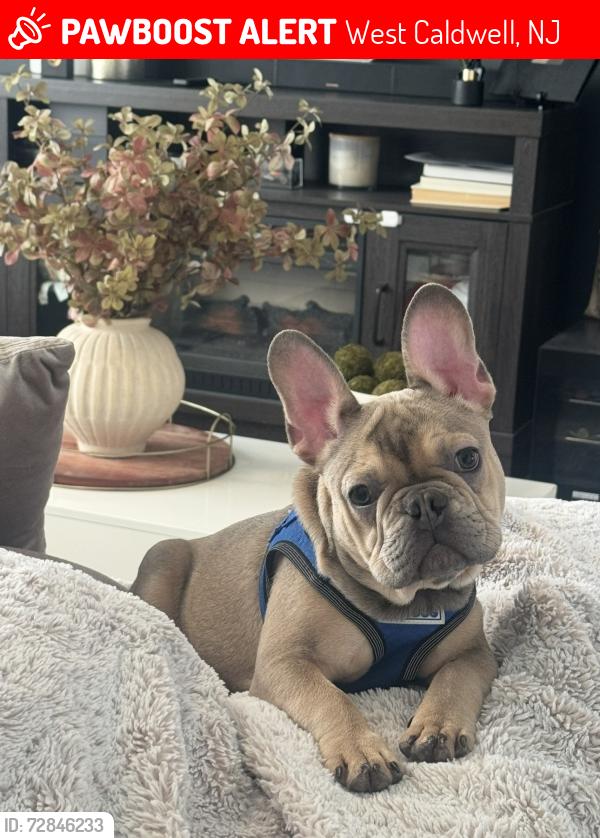 Lost Male Dog last seen Dodd Rd., West Caldwell, NJ 07006