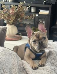 Lost Male Dog last seen Dodd Rd., West Caldwell, NJ 07006