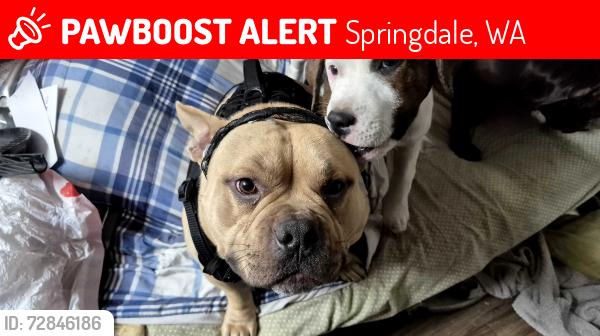 Lost Male Dog last seen Near hwy 231 Springdale wa 99173, Springdale, WA 99173