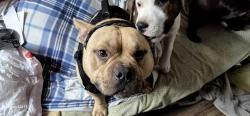 Lost Male Dog last seen Near hwy 231 Springdale wa 99173, Springdale, WA 99173
