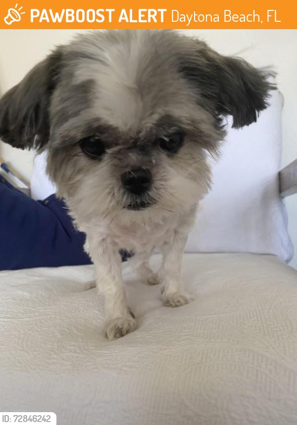 Found/Stray Female Dog last seen Peninsula isb, Daytona Beach, FL 32118