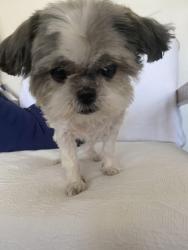 Found/Stray Female Dog last seen Peninsula isb, Daytona Beach, FL 32118
