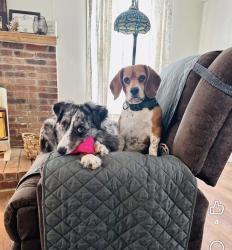 Lost Female Dog last seen Harris Branch Road, Hartsville, TN 37074