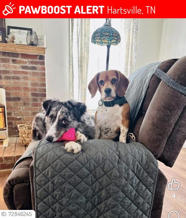 Lost Female Dog last seen Harris Branch Road, Hartsville, TN 37074