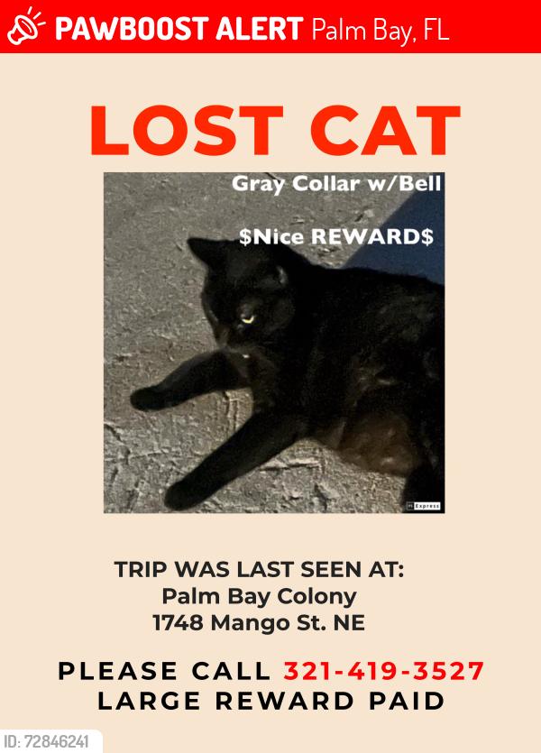 Lost Male Cat last seen Lipscomb and Silktree, Palm Bay, FL 32905