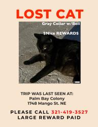 Lost Male Cat last seen Lipscomb and Silktree, Palm Bay, FL 32905