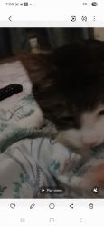 Lost Female Cat last seen Near frogtown rd pequea, pa, Pequea, PA 17565
