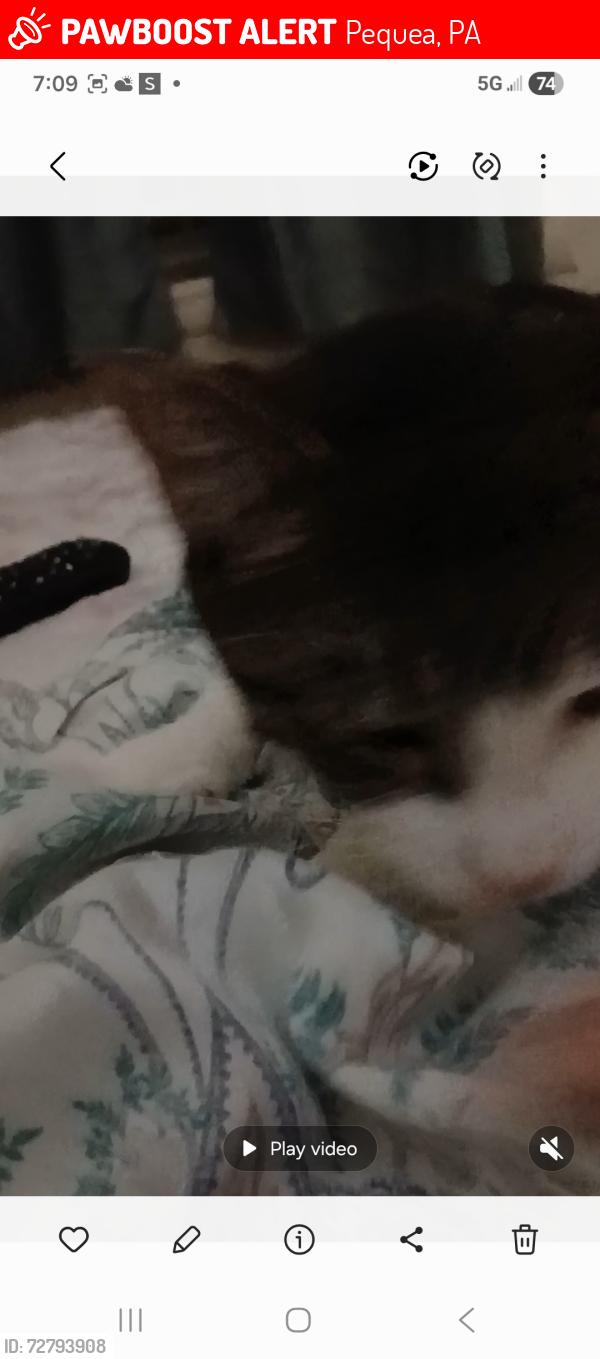 Lost Female Cat last seen Near frogtown rd pequea, pa, Pequea, PA 17565
