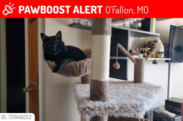Lost Male Cat last seen Fire tree wild winds Lowell ct, O'Fallon, MO 63368