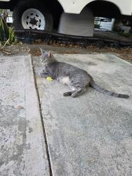 Lost Male Cat last seen Ulmerton and Belcher, Largo, FL 33771
