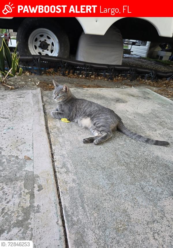 Lost Male Cat last seen Ulmerton and Belcher, Largo, FL 33771