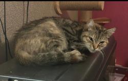 Lost Female Cat last seen Nuttall Avenue , Horwich, England BL6