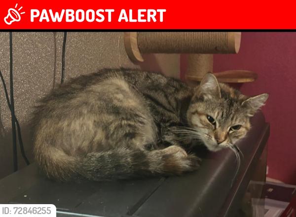 Lost Female Cat last seen Nuttall Avenue , Horwich, England BL6