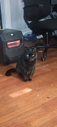 Lost Female Cat last seen Marshall Road and Childs Ave, Drexel Hill, PA 19026
