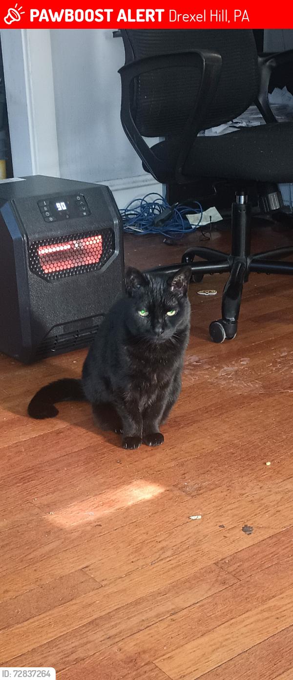 Lost Female Cat last seen Marshall Road and Childs Ave, Drexel Hill, PA 19026
