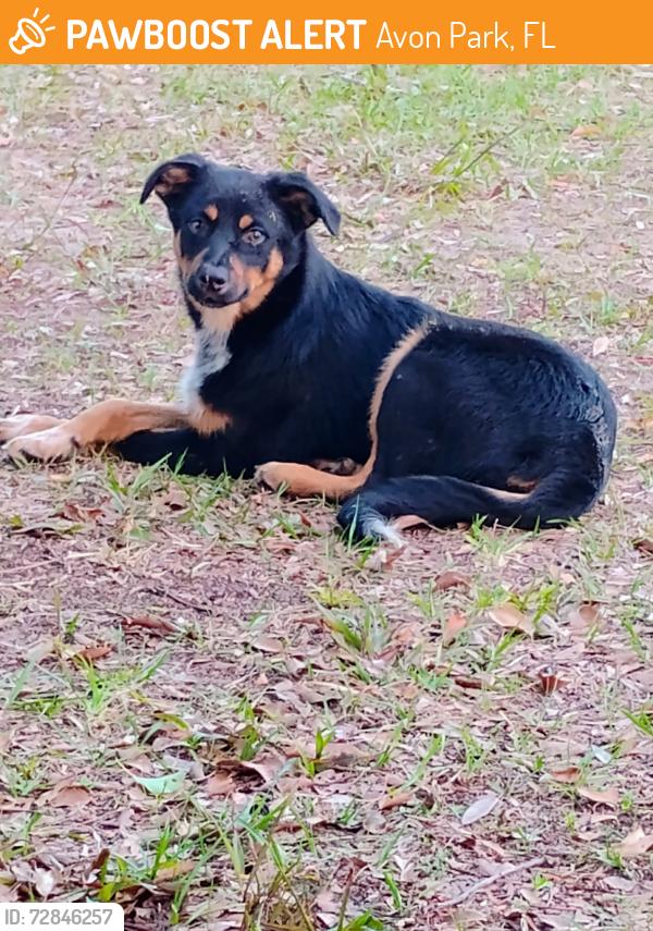 Found/Stray Unknown Dog last seen Little italy same road , Avon Park, FL 33825