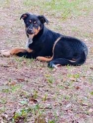 Found/Stray Unknown Dog last seen Little italy same road , Avon Park, FL 33825