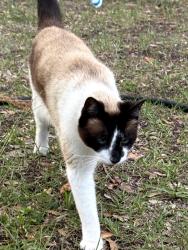 Lost Male Cat last seen Starkly and 94th, Seminole, FL 33777