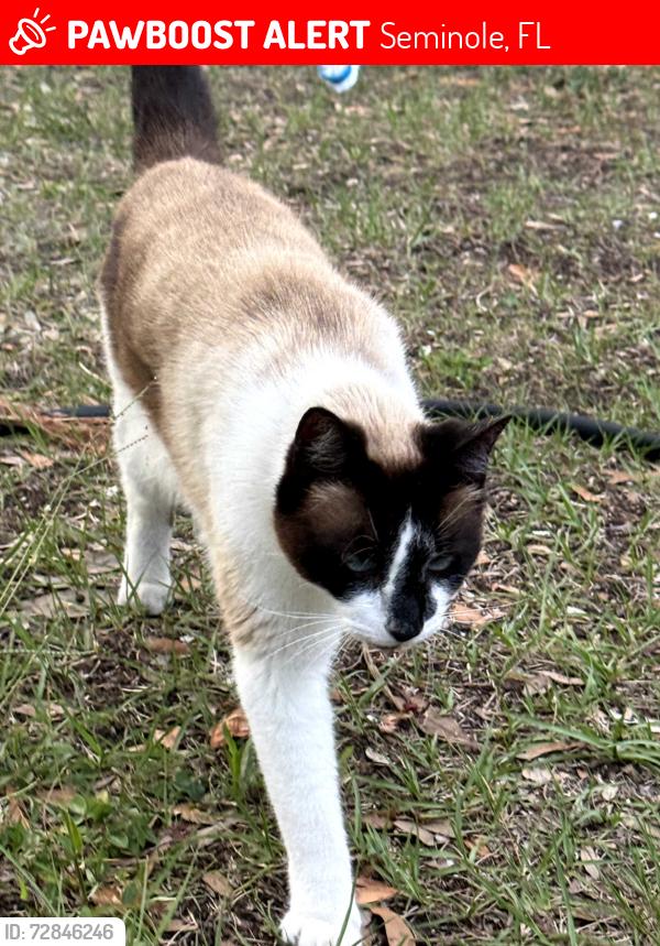 Lost Male Cat last seen Starkly and 94th, Seminole, FL 33777