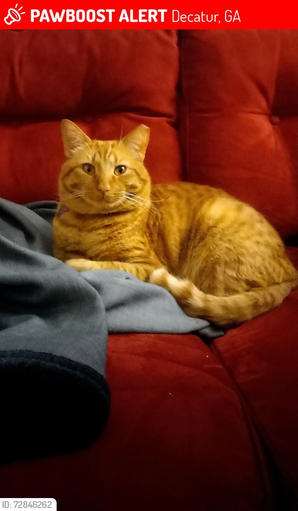 Lost Male Cat last seen Wedgefield Cir and Maplewood Dr, Decatur, GA 30035
