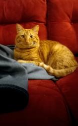 Lost Male Cat last seen Wedgefield Cir and Maplewood Dr, Decatur, GA 30035