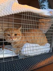 Found/Stray Unknown Cat last seen Market Common, 29577, Myrtle Beach, SC 29577